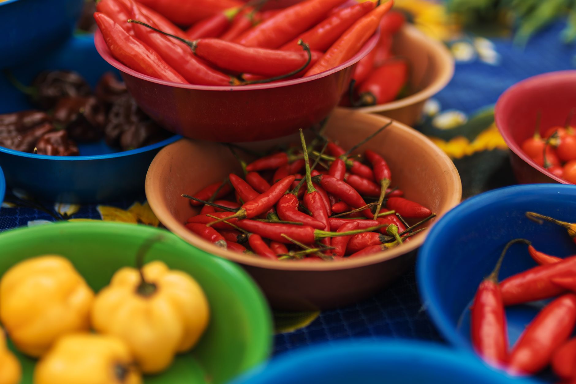 Cooking ingredients fresh colorful