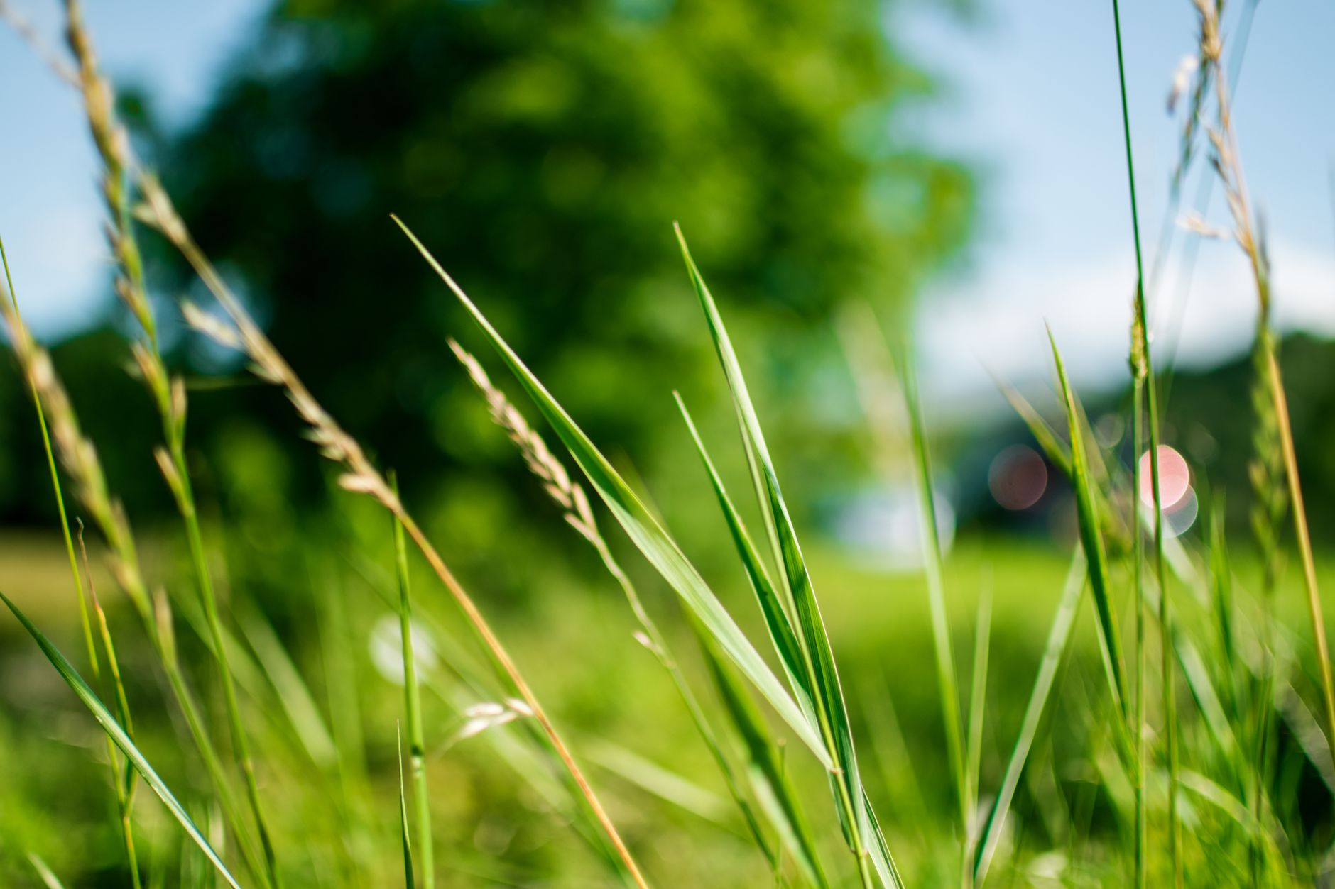 Depth of field photography