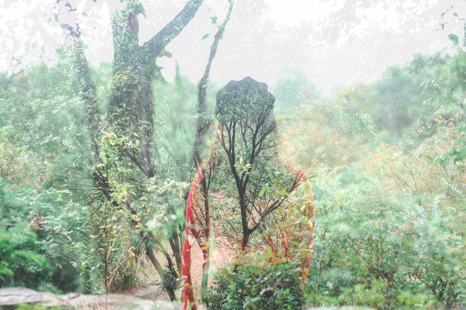 Double exposure silhouette forest