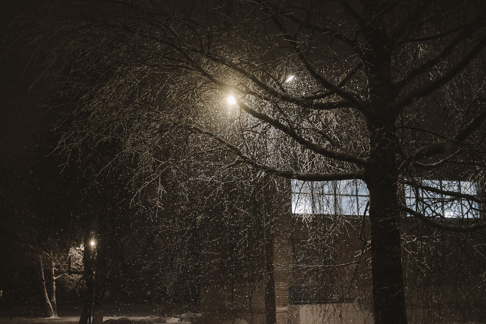Falling snow winter scene