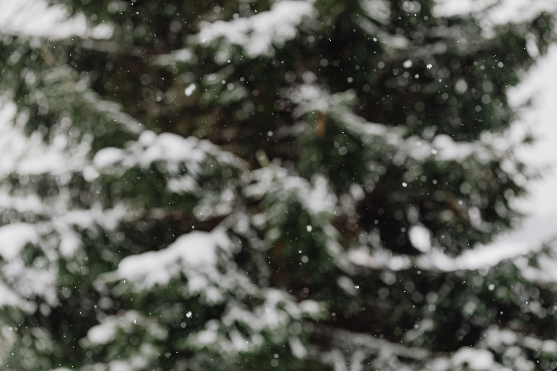 Gentle snowfall trees