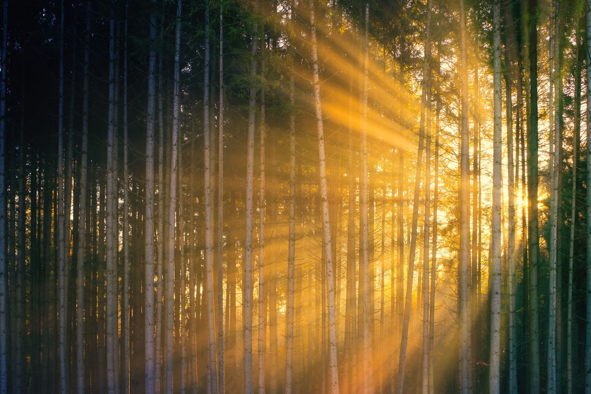 God rays forest sunlight