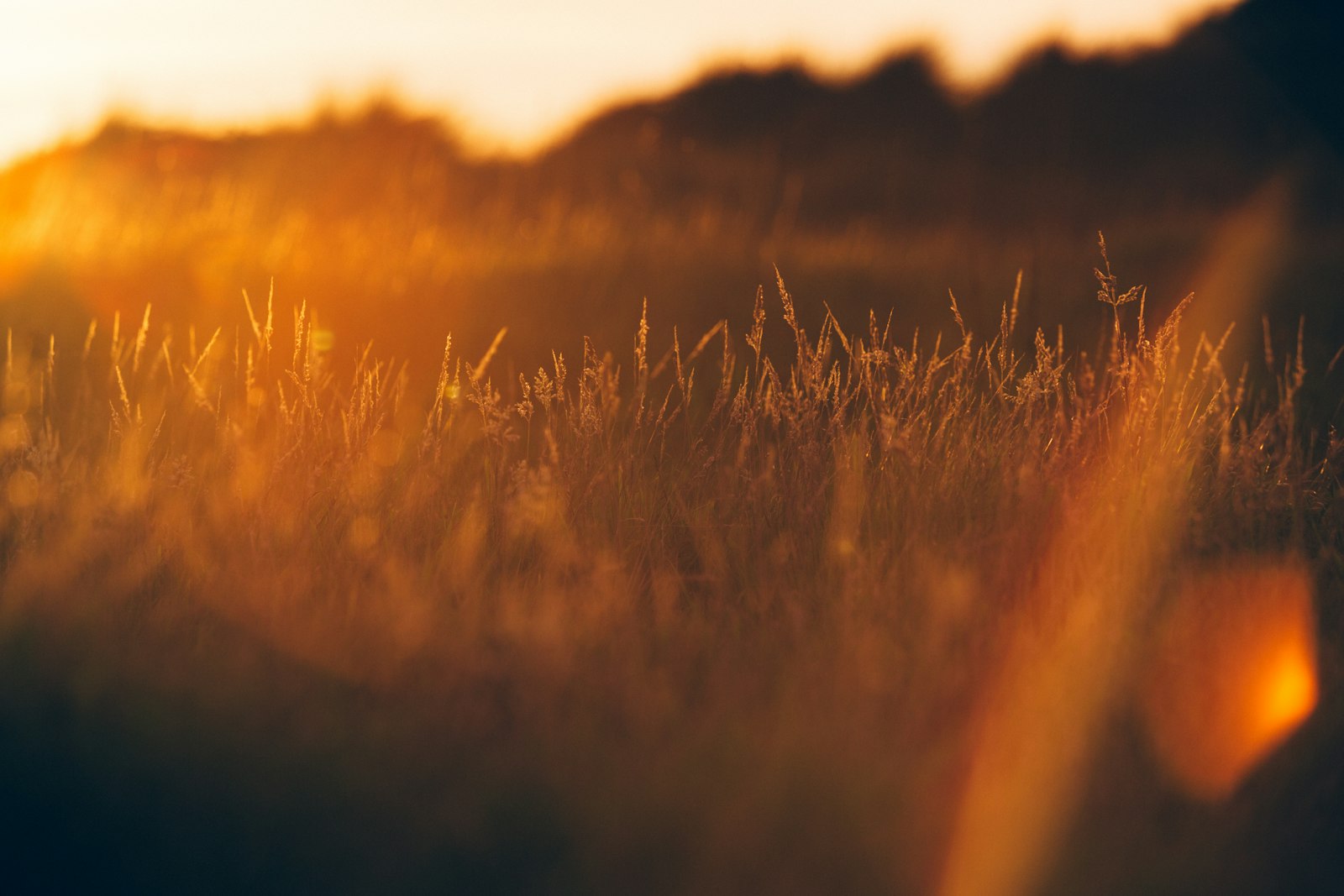 Golden hour lens flare