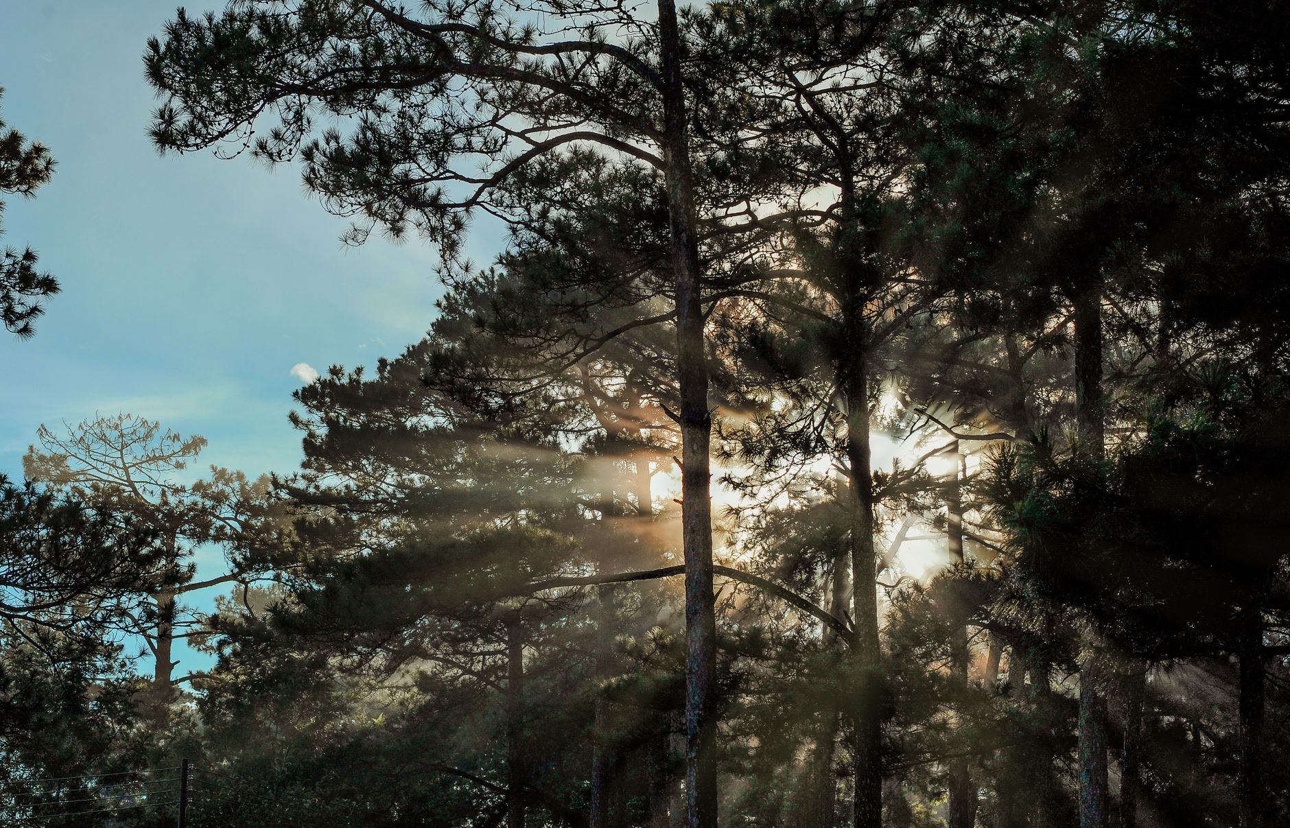 Light beams through trees