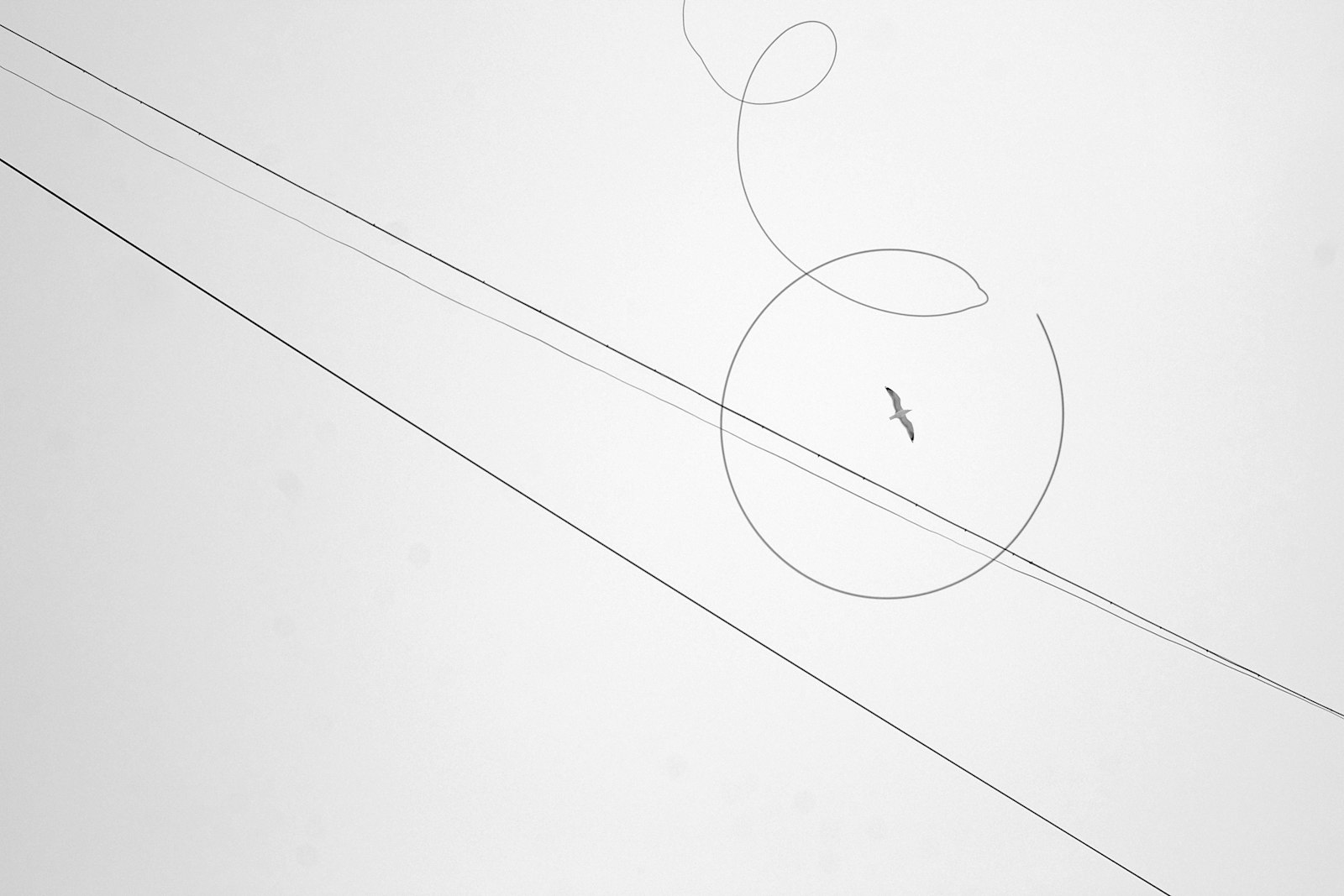 Line art animation drawing
