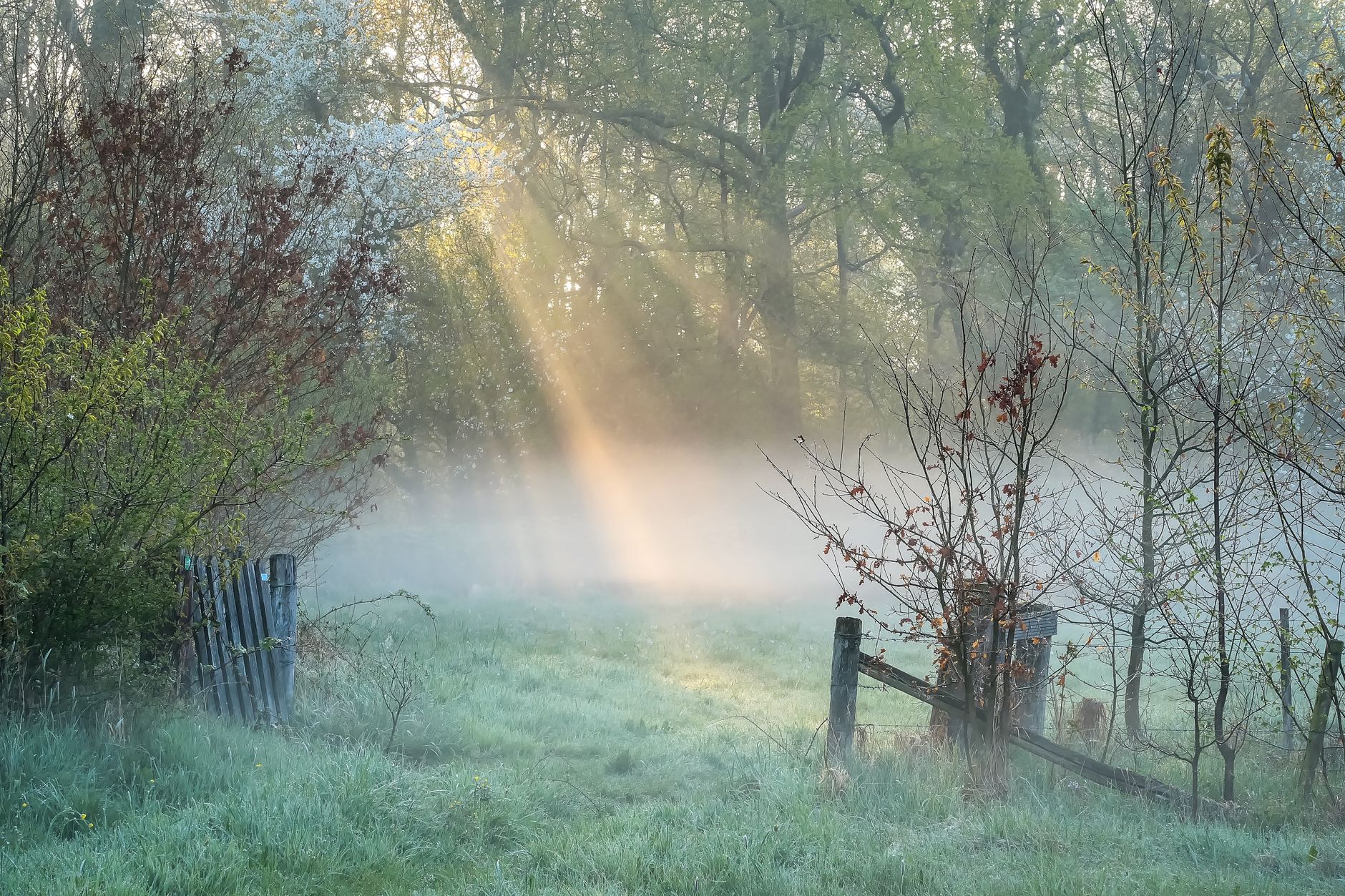 Misty forest fog rays