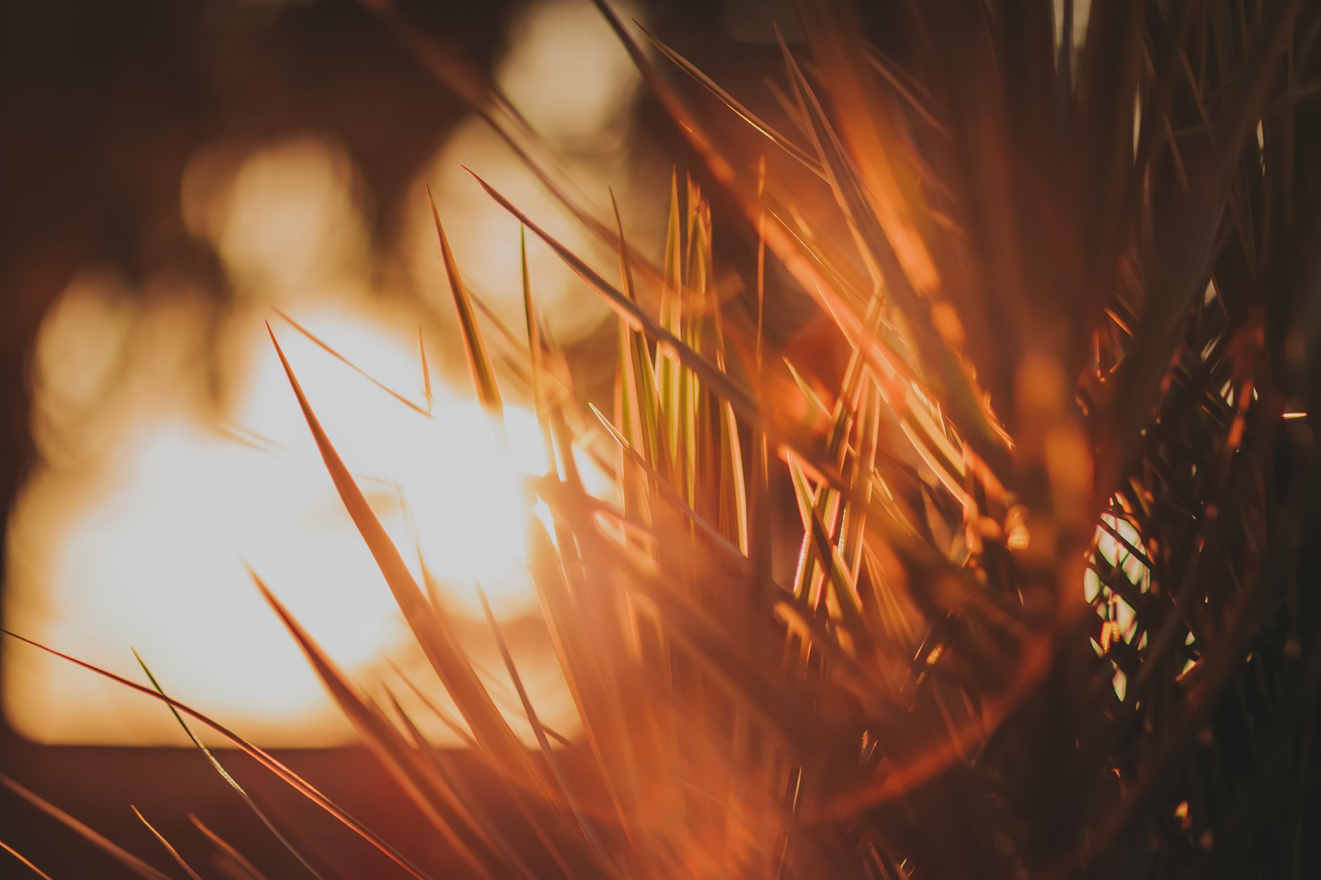 Natural golden light scene