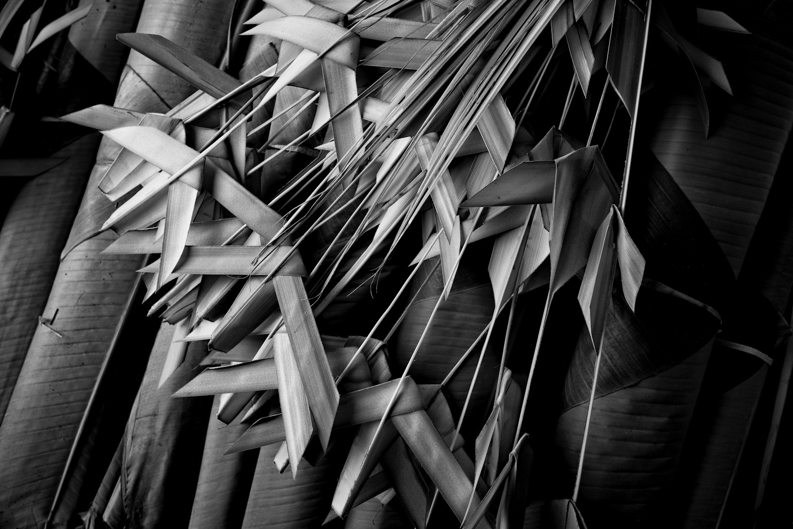 Organic abstract texture monochrome