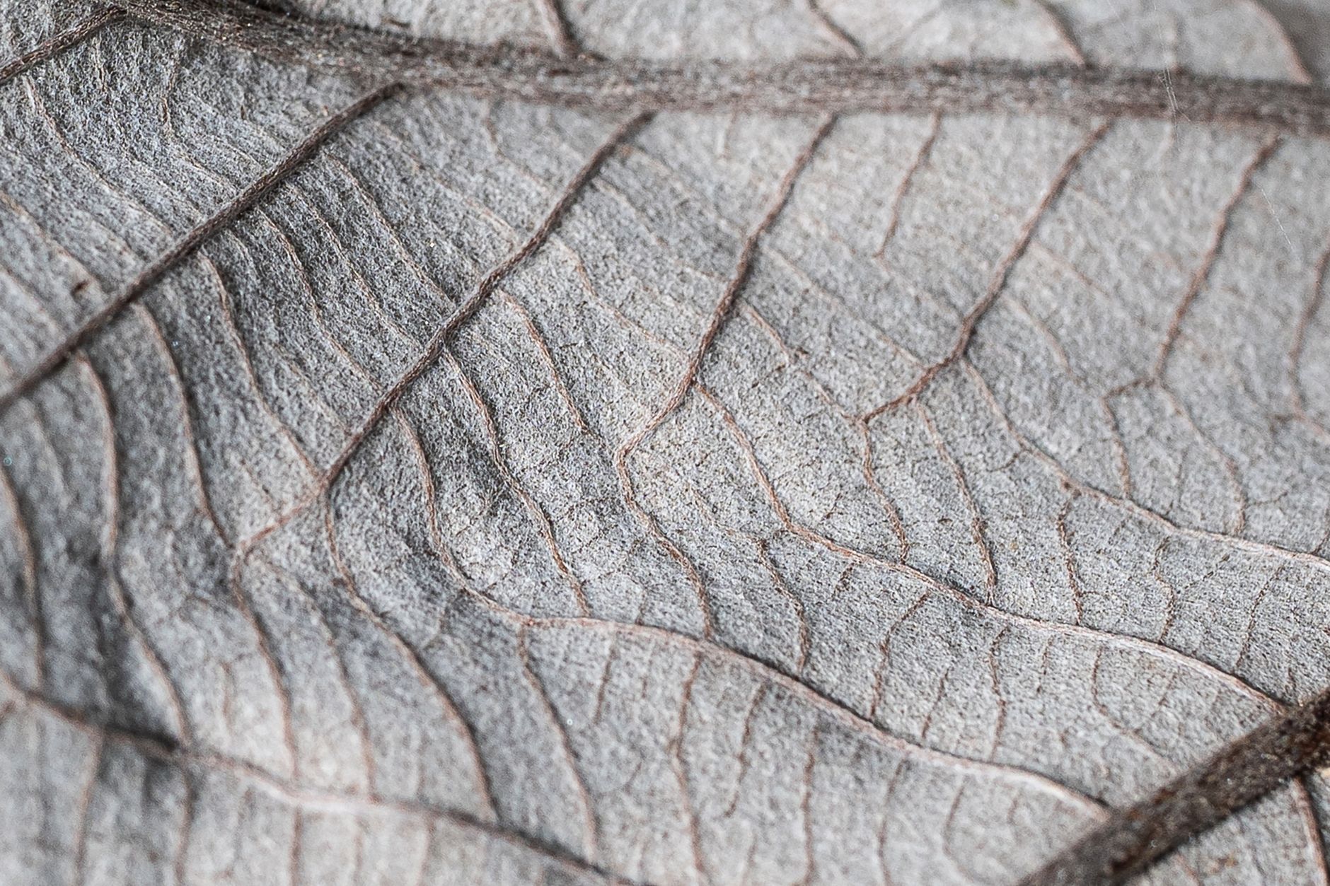 Organic surface texture detail