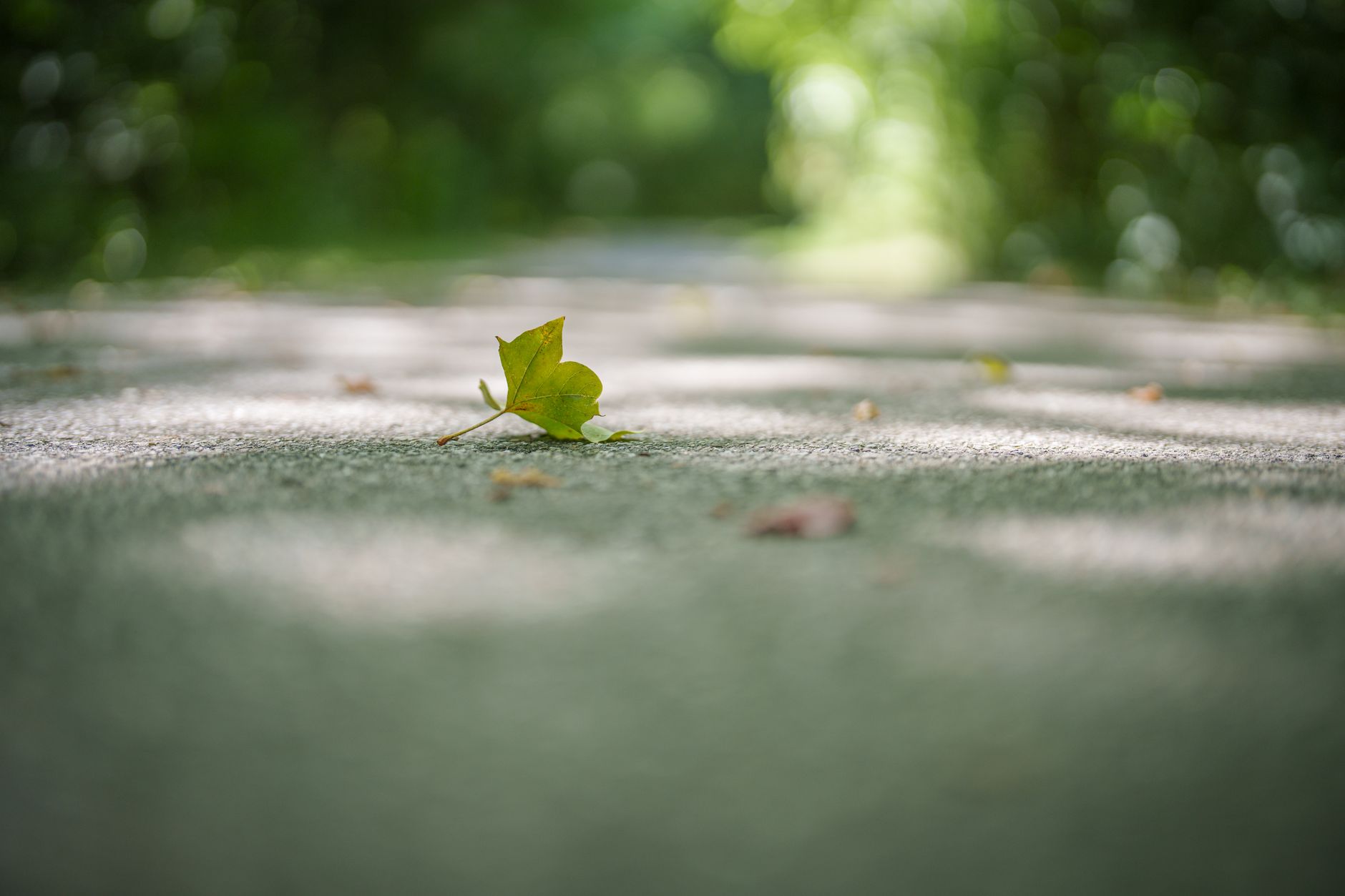 Shallow depth of field blur