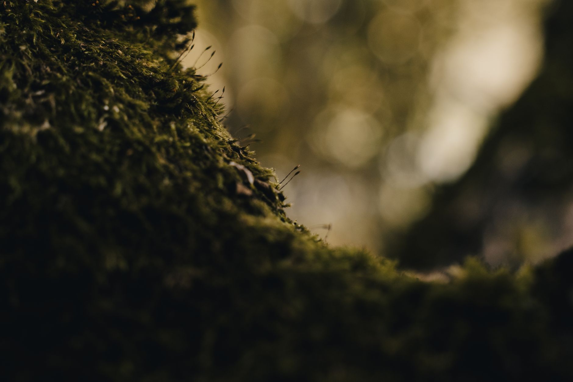 Shallow depth of field bokeh