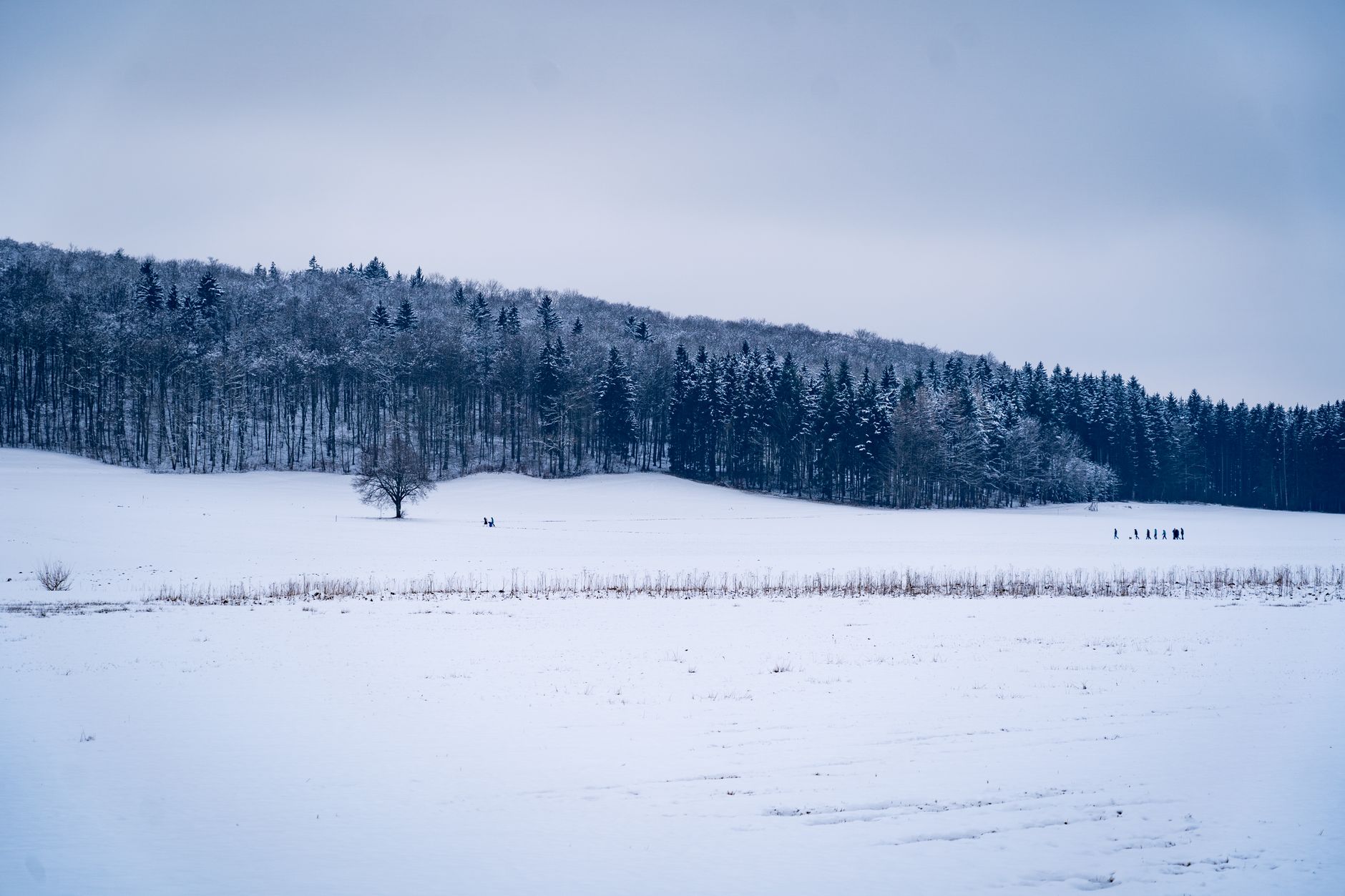 Snowy forest landscape