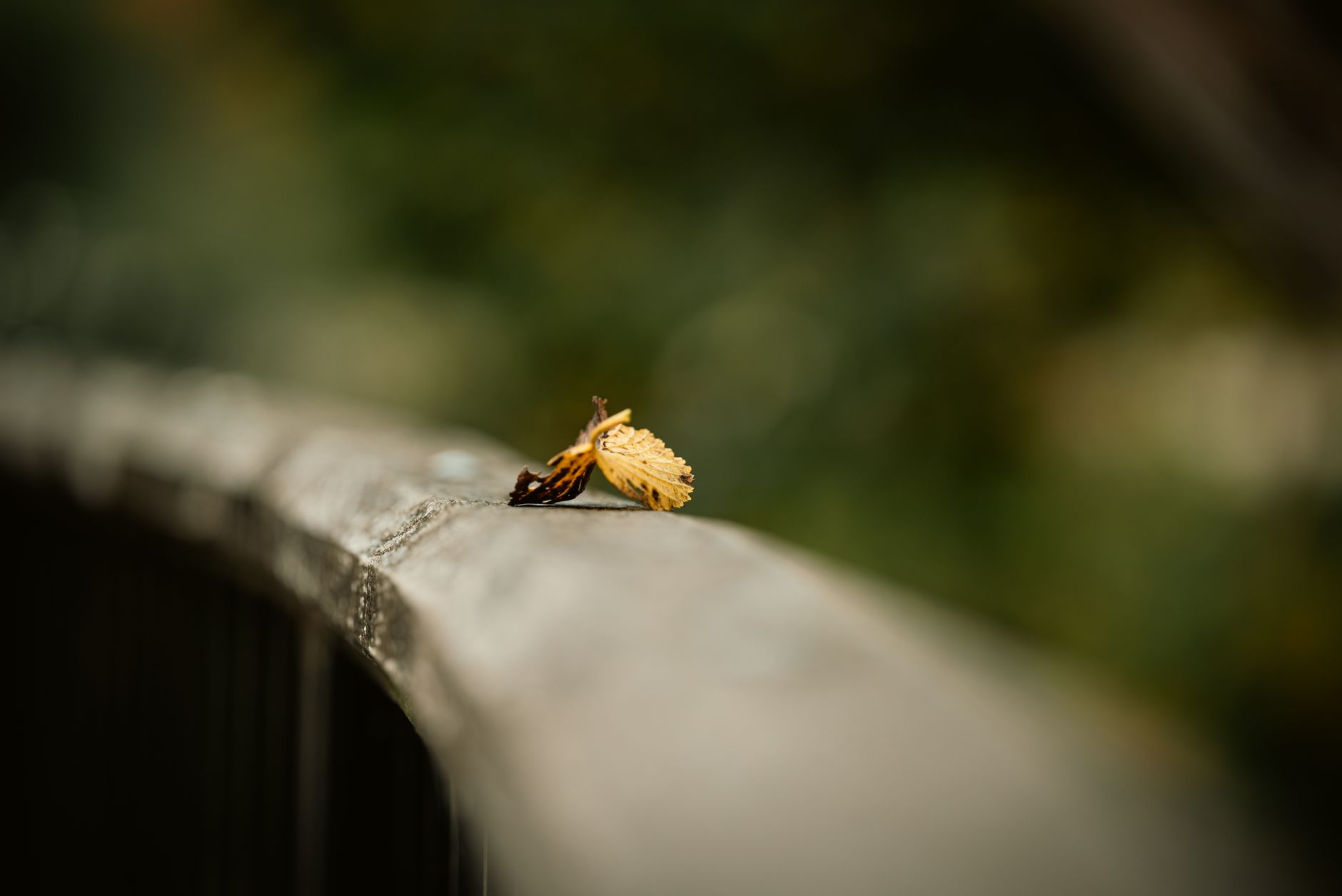 Subject isolation blur background