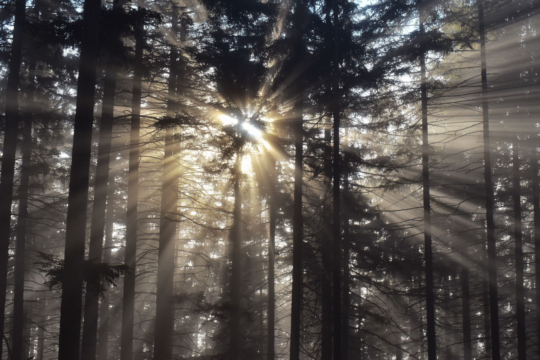 Sunbeams misty forest