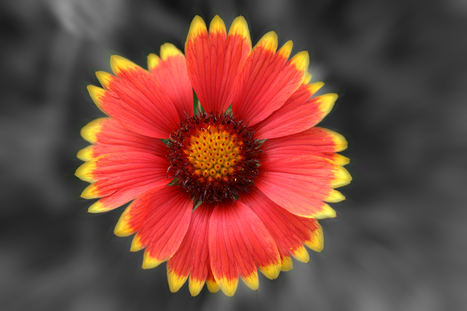 Vibrant selective color editing
